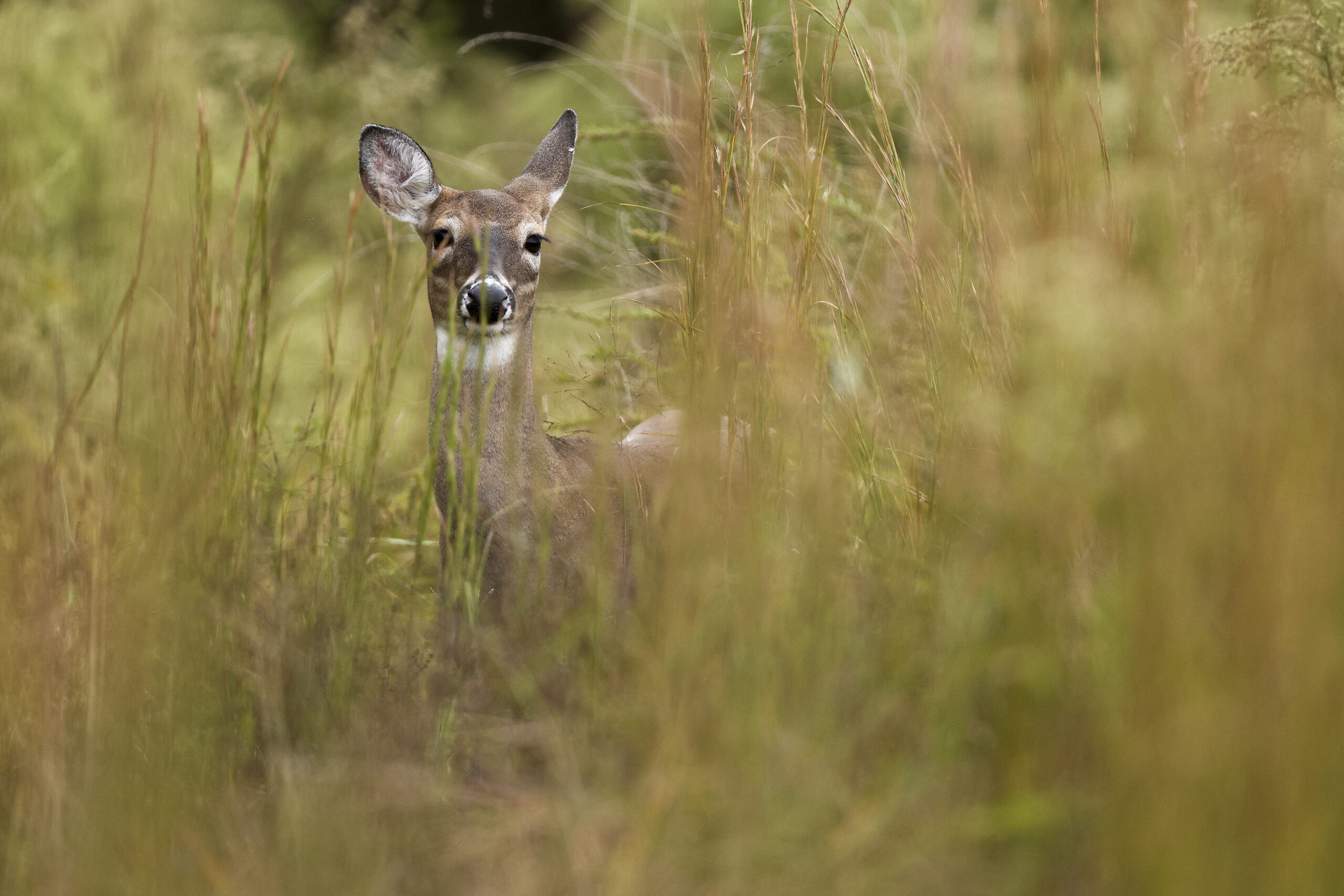 OK Department of Wildlife Conservation warns drivers to be alert for deer on roadways